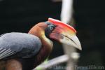 Southern rufous hornbill