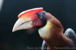 Southern rufous hornbill