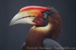 Southern rufous hornbill