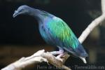 Nicobar pigeon