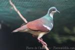 Negros bleeding-heart