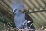 Western crowned-pigeon