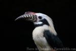 Visayan hornbill