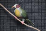 Yellow-breasted Fruit-dove