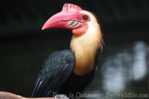 Writhed hornbill