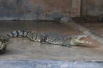 Saltwater crocodile