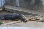 Saltwater crocodile