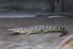 Saltwater crocodile