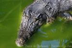 Saltwater crocodile