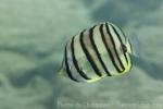 Eightband butterflyfish