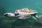 Pacific green sea-turtle