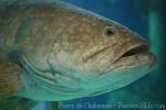 Giant grouper