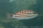 Checkered snapper