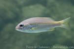 Yellowfin snapper