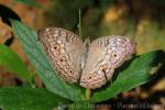 Grey pansy