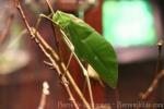 Malaysian giant katydid