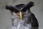 Barred eagle-owl