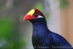 Violet turaco