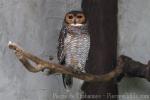 Spotted wood-owl