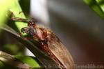 Giant prionid beetle