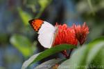 Greater orangetip