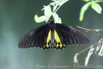 Common birdwing