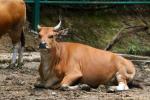 Bornean banteng