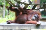 Bornean orang-utan