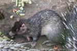 Long-tailed porcupine