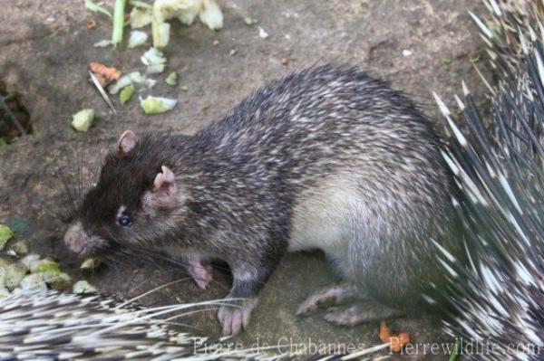 Long-tailed porcupine