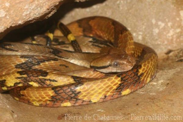 Dog-toothed cat snake