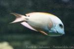 Brown surgeonfish