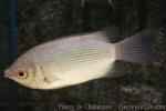 Kissing gourami