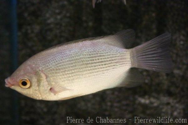 Kissing gourami