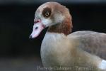 Egyptian goose