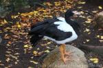 Magpie goose