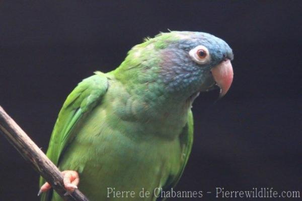 Blue-crowned parakeet