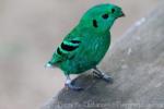 Green broadbill