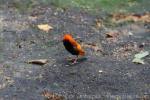 Zanzibar red bishop