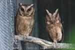 Sunda scops-owl