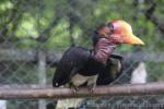 Helmeted hornbill