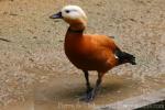 Ruddy shelduck