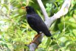 Javan myna