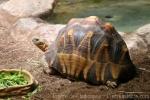 Ploughshare tortoise