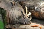 Sulawesi babirusa