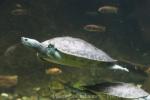 Southern river terrapin