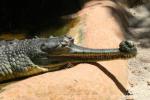 Indian gharial