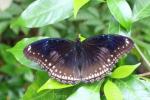 Great eggfly