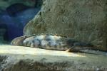 Congo bichir