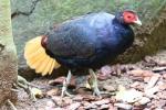 Crestless fireback pheasant